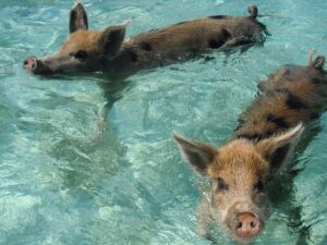 Swimming Pigs of Pig Island